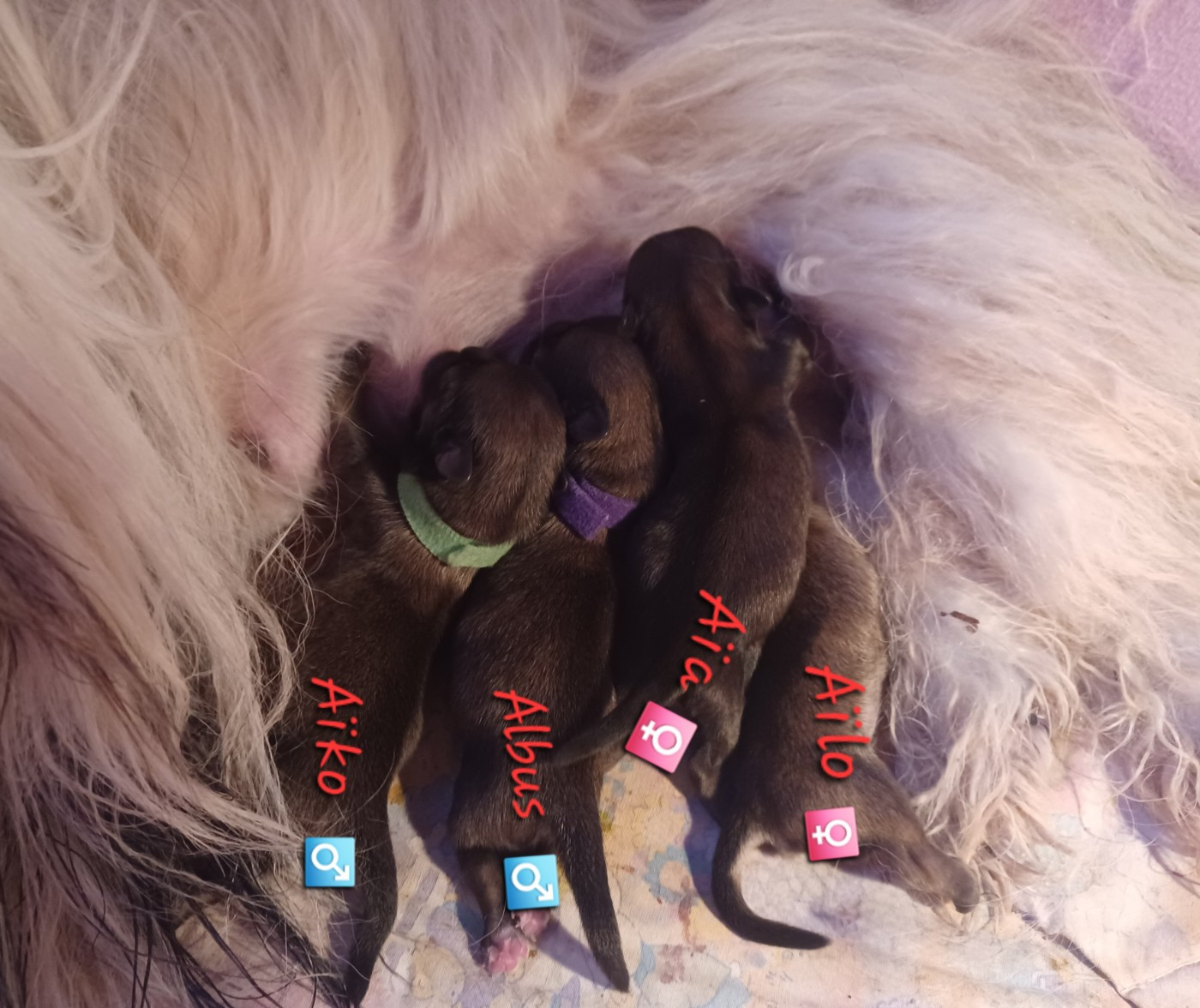 Chiot Lhassa Apso De La Cure Des Maprelles