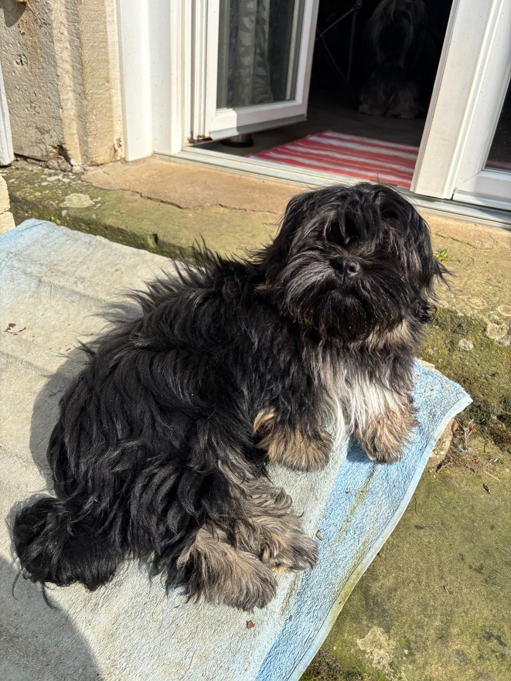 De La Cure Des Maprelles - Chiots disponibles - Lhassa Apso