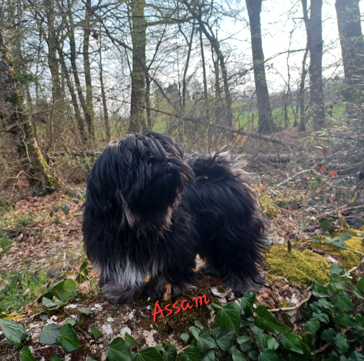 De La Cure Des Maprelles - Lhassa Apso - Portée née le 25/10/2025